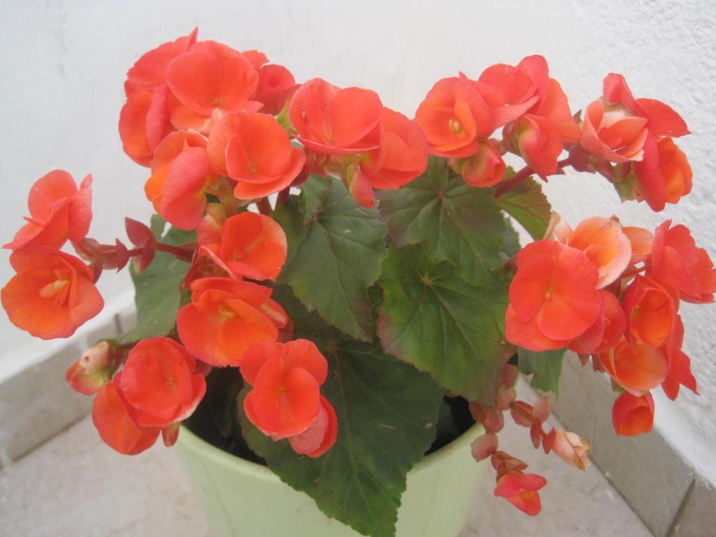 Guesthouse Villa Galovic Brseč Kültér fotó